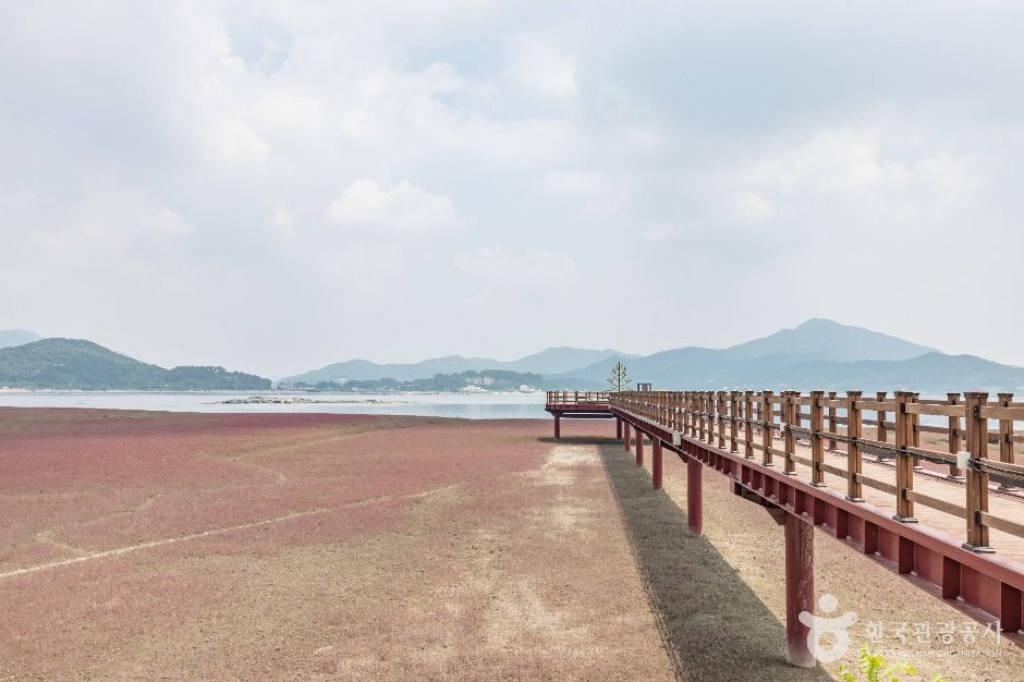 석모도 칠면초 군락지