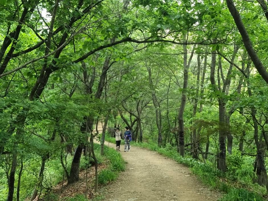 [서울둘레길 16코스] 봉산·앵봉산코스