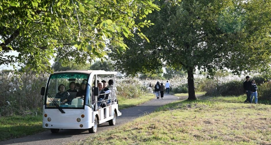 Festival del Eoksae de Seochang en Gwangju (광주서창억새축제)