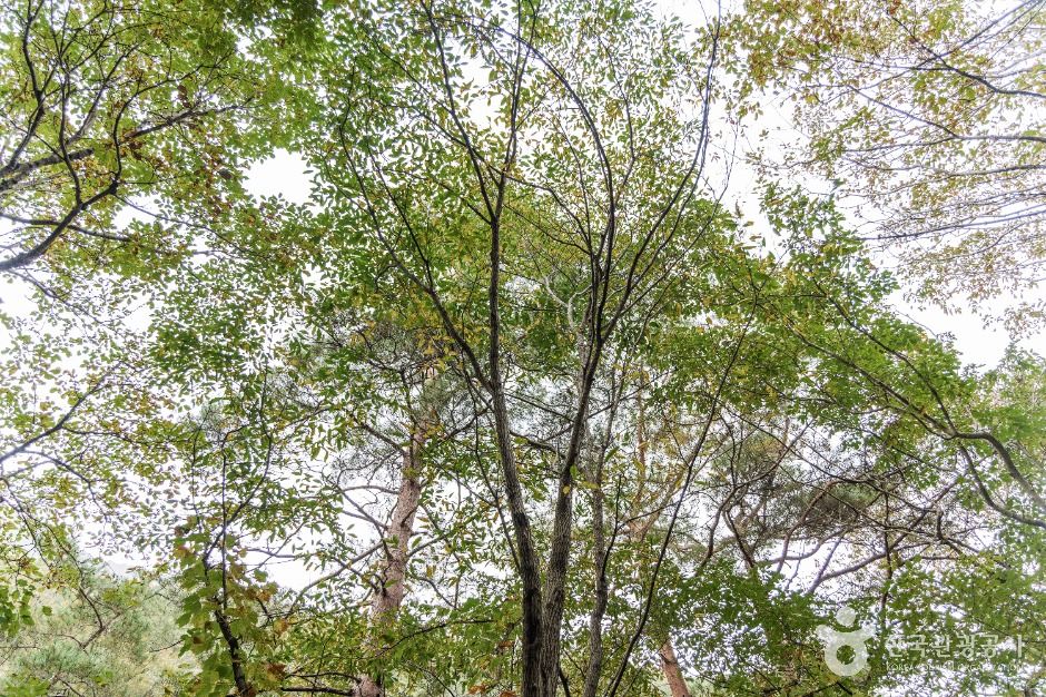 괴산 사담리 망개나무 자생지