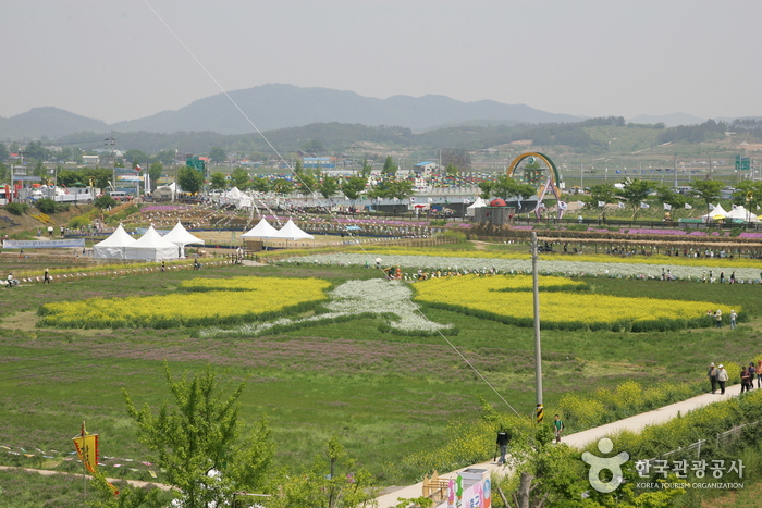Hampyeong Butterfly Festival (함평 나비대축제) 
