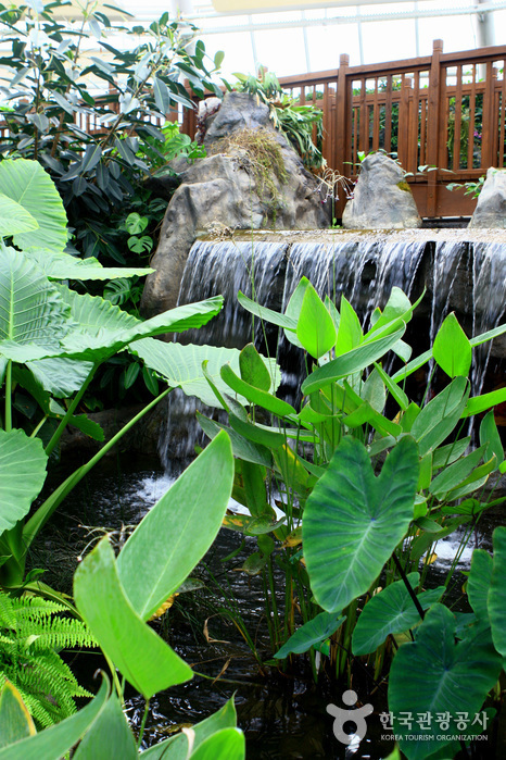 Mulhyanggi Arboretum (물향기수목원)