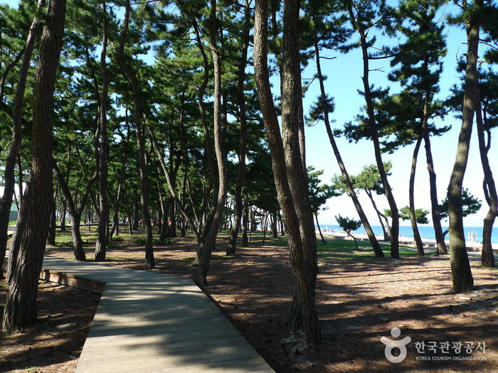 Gyeongpo Beach (경포해변)