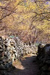 전남_구례_산수유꽃축제07