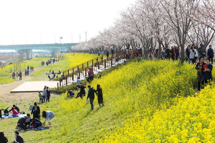 강서낙동강30리 벚꽃축제 2019