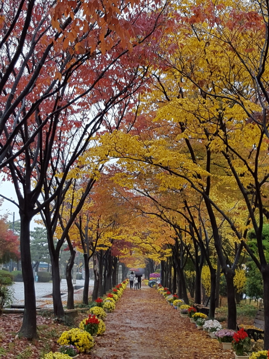 창원단풍거리축전 20194