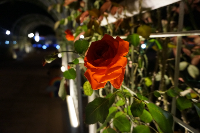 곡성심청어린이대축제1