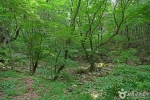 동학사계곡 (7)
