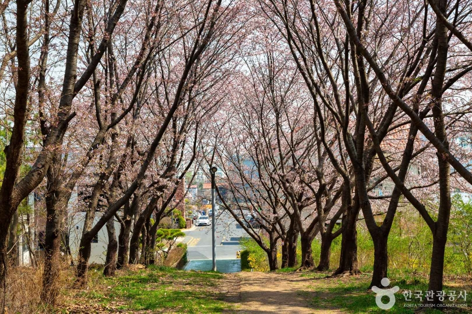 세계평화의숲