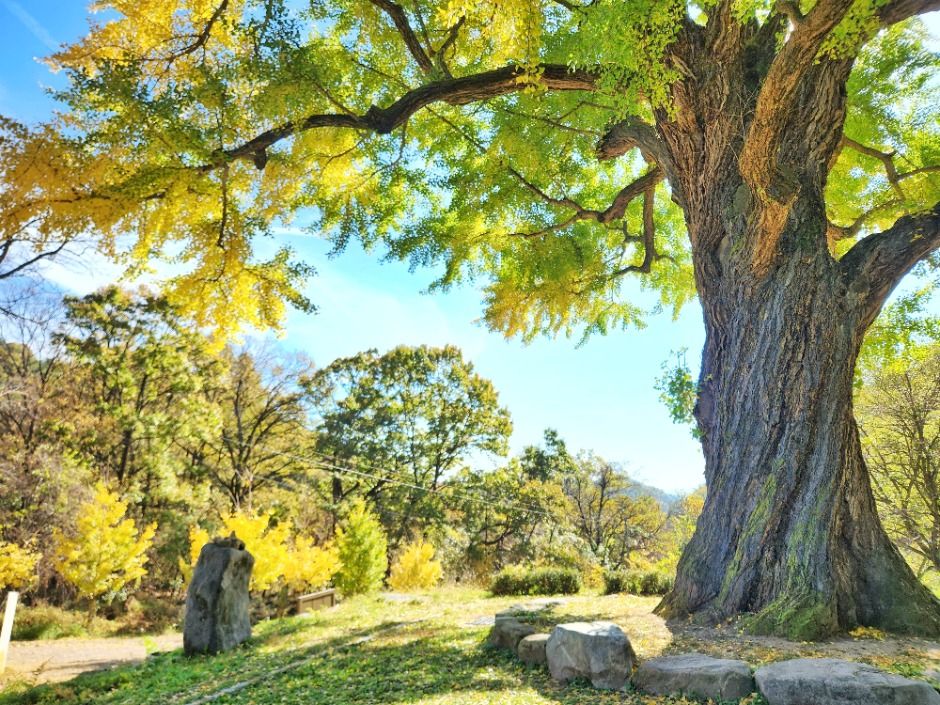 thumbnail-칠곡 말하는 은행나무-1