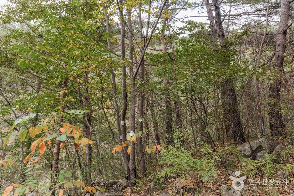 괴산 사담리 망개나무 자생지