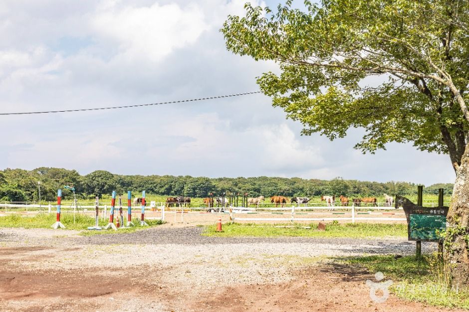 교래 삼다수마을