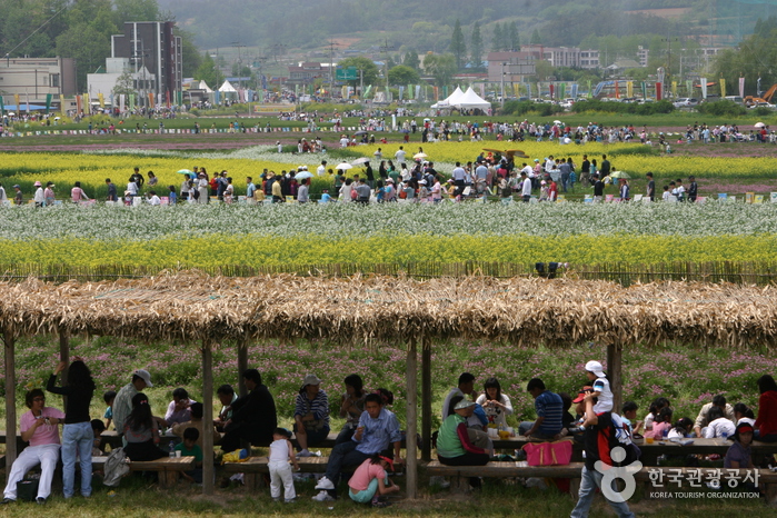 Hampyeong Butterfly Festival (함평 나비대축제) 