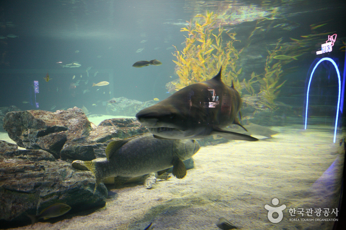Busan Aquarium (부산아쿠아리움)
