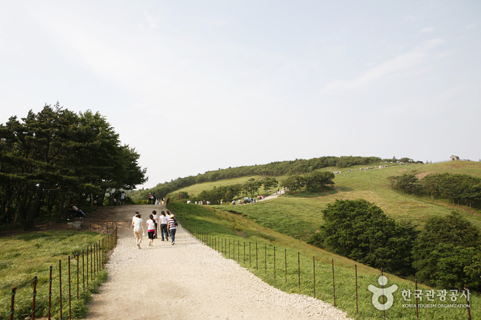Daegwallyeong Sheep Farm (대관령 양떼목장)