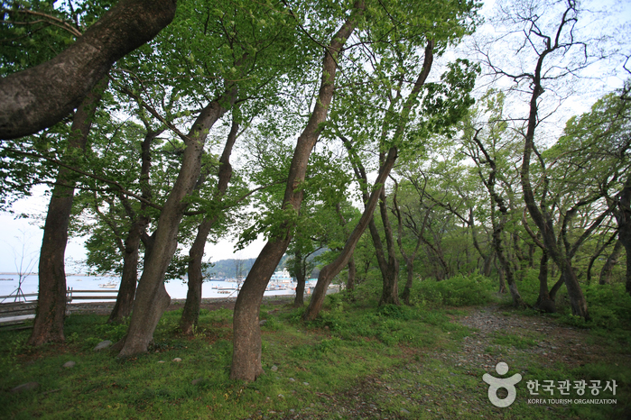 Mulgeon Windbreak Forest (남해 물건리 방조어부림)