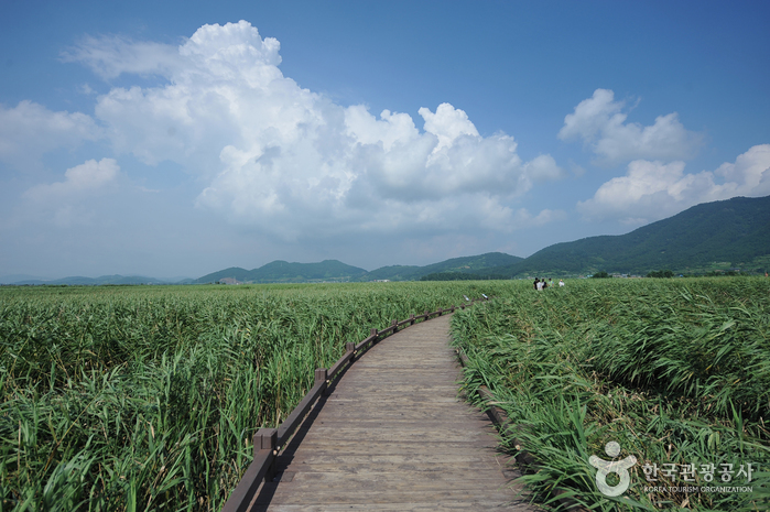 Zone des marais de la baie de Suncheonman (순천만습지)