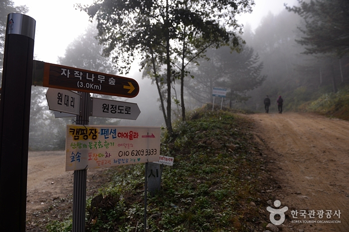 원대리 자작나무 숲 사진17