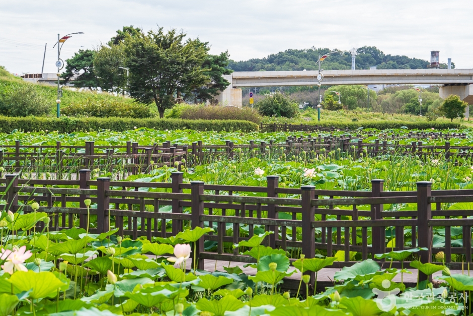 Jocheon Lotus Park (조천연꽃공원)