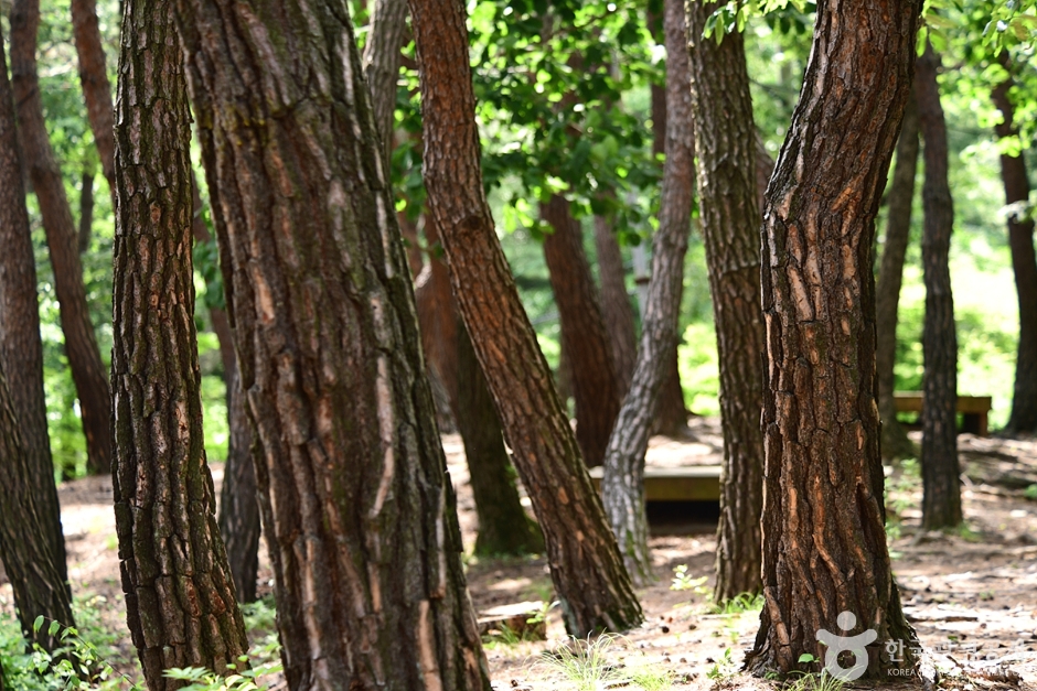 Baegasan Recreational Forest (백아산자연휴양림)