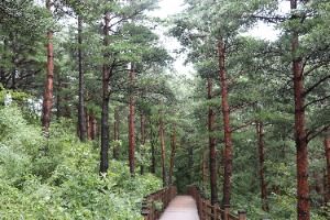 강릉_국립대관령치유의숲 (7)