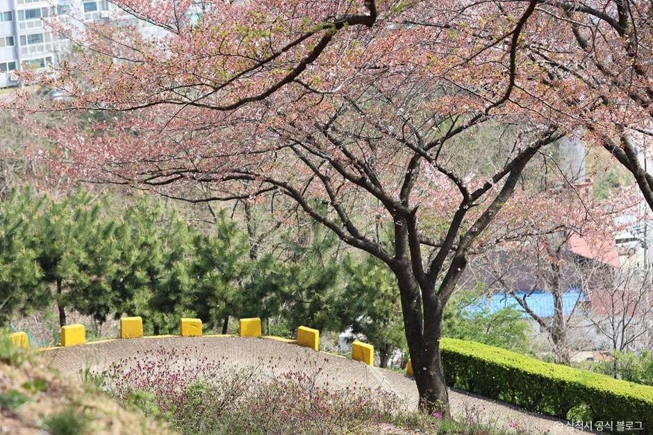 삼척_봉황산산림욕장 (10)
