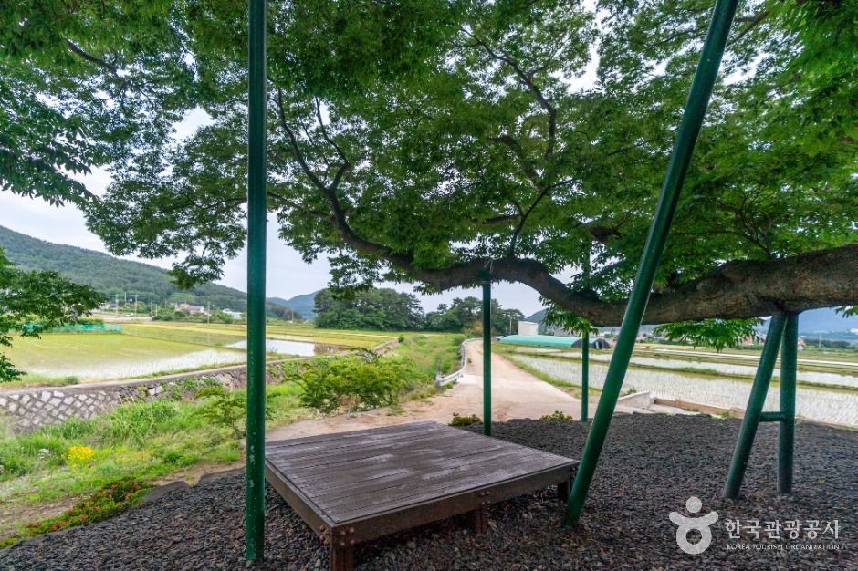 거제 명진리 느티나무
