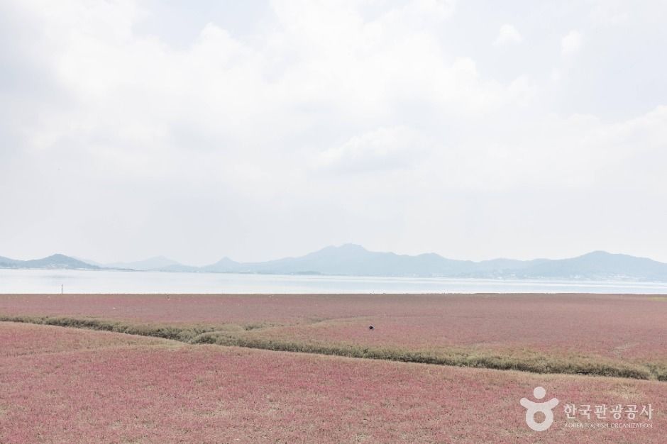 석모도 칠면초 군락지
