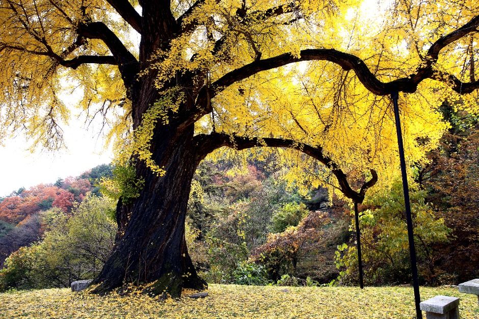 thumbnail-칠곡 말하는 은행나무-2