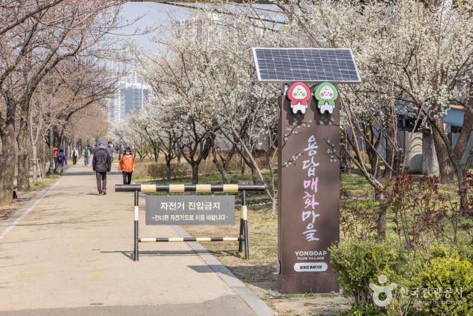 thumbnail-하동매실거리-12