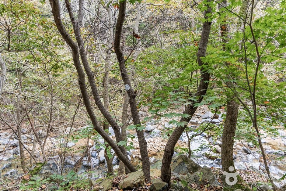 괴산 사담리 망개나무 자생지