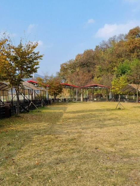 괴산_루파니애견캠핑장 (1)