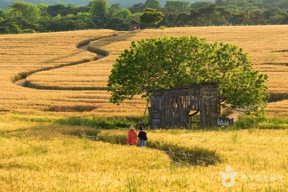 thumbnail-보리나라 학원농장-2