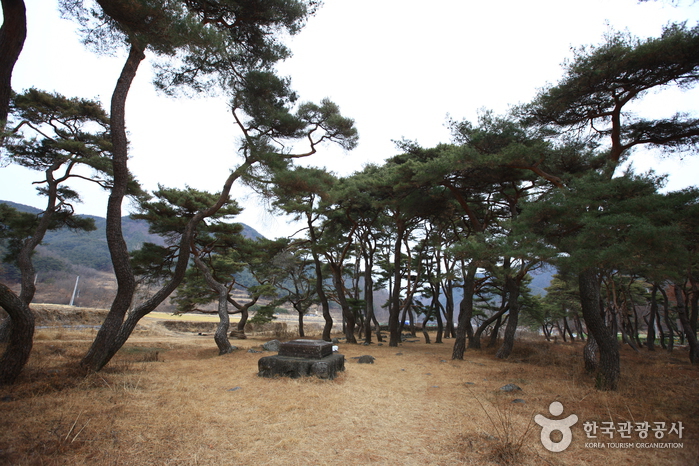 카페로즈 경상 애견맛집