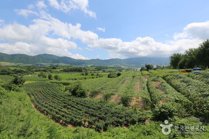 杨口Punchbowl村(Punchbowl)양구 펀치볼마을(펀치볼)