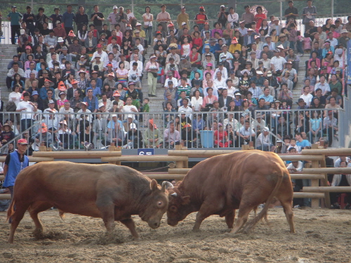 Jinju Bullfighting Arena (진주소싸움경기장)