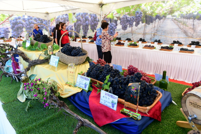 화성송산포도축제2