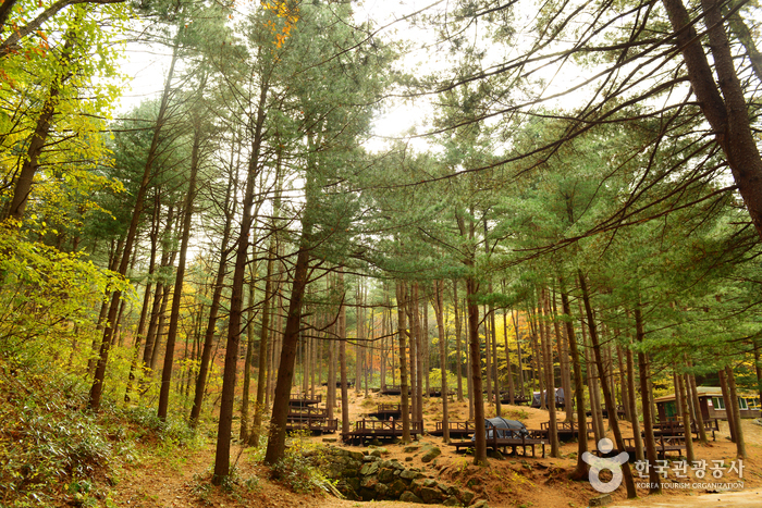 Forêt Cheongtaesan (국립 청태산자연휴양림)