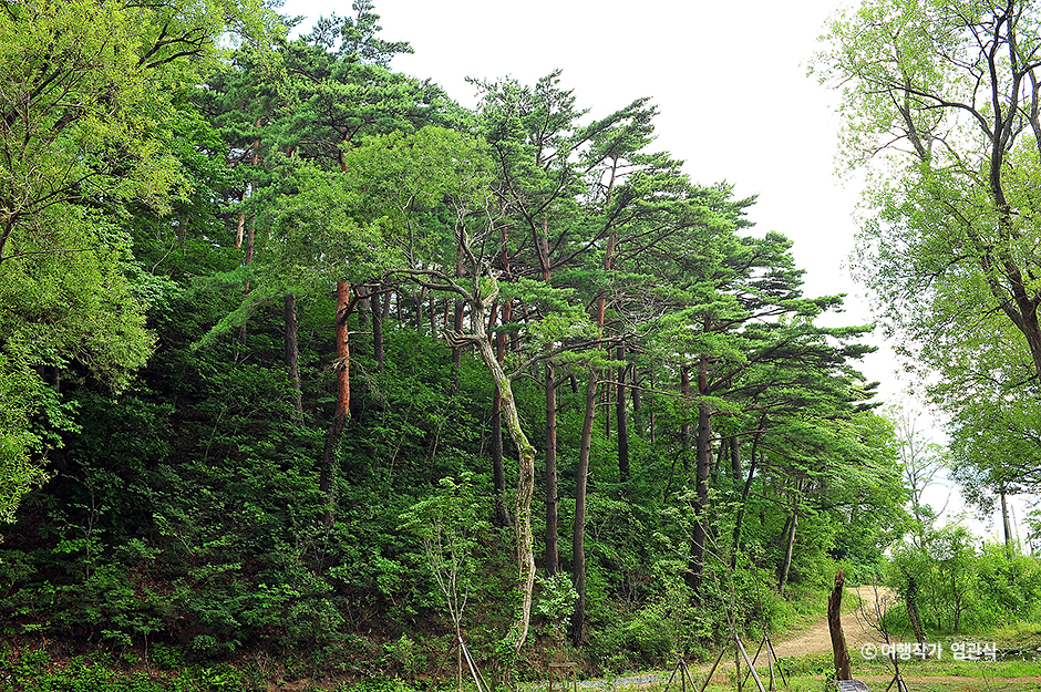 화진포소나무숲산림욕장