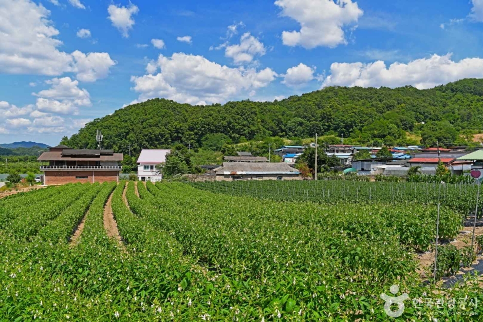 옥천 장수마을