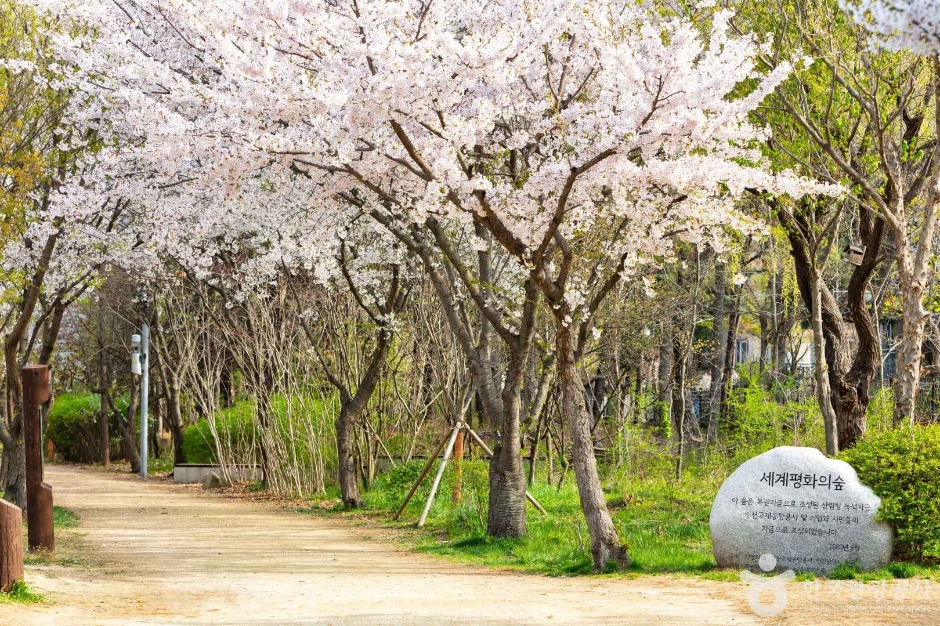 세계평화의숲