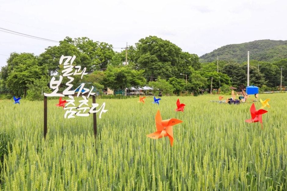 2025 양평밀축제 2