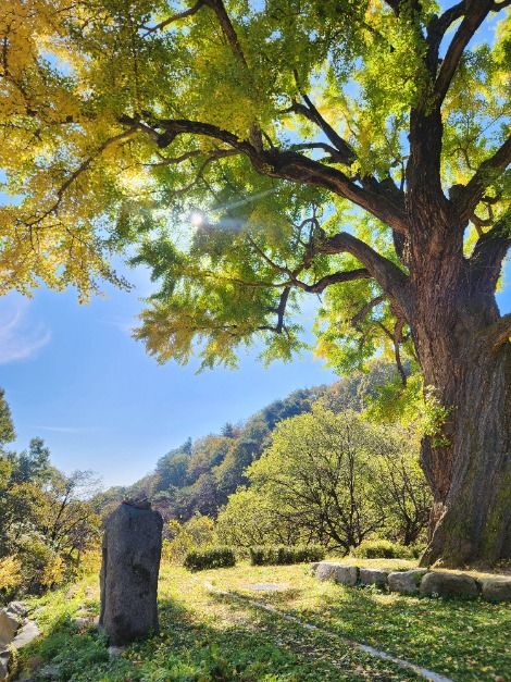 thumbnail-칠곡 말하는 은행나무-3