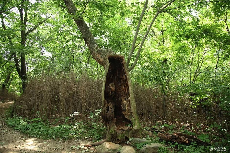 보은_세조길 (6)