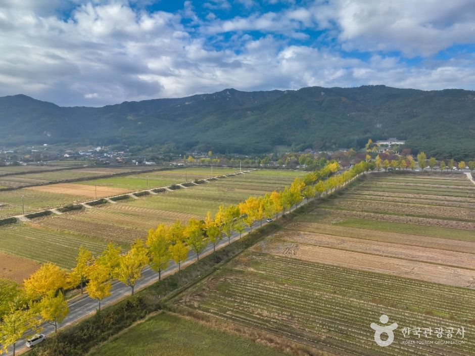 통일전 은행나무길