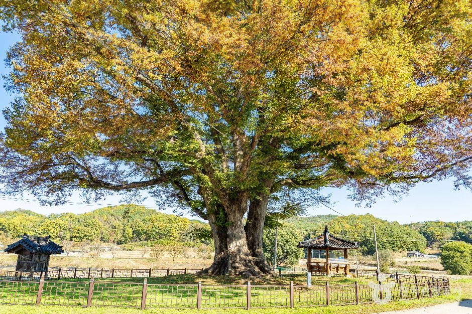 안동 사신리 느티나무