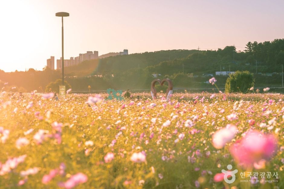 대구 하중도 (금호꽃섬)