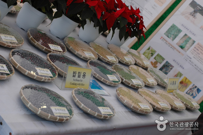 Paju Jangdan Soybean Festival (파주장단콩축제)