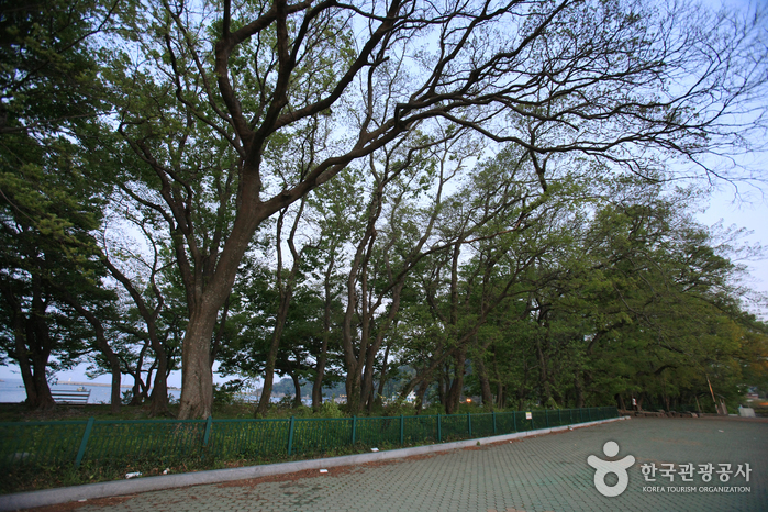 Mulgeon Windbreak Forest (남해 물건리 방조어부림)