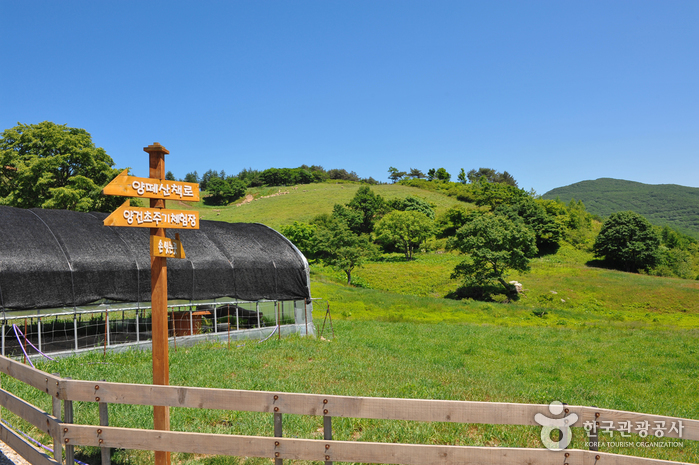 Daegwallyeong Sheep Farm (대관령 양떼목장)